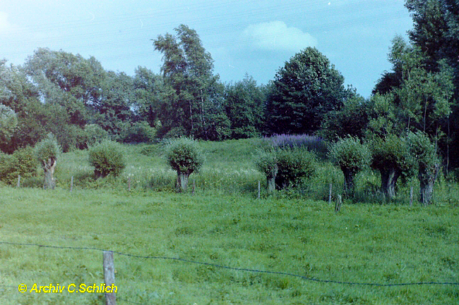 Mecklenbecke im Uhlennest mit typischen Kopfweiden um 1980